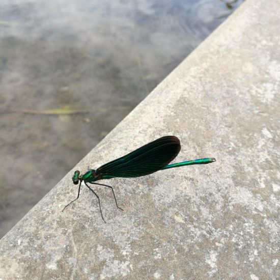 Blauflügel-Prachtlibelle: Tier im Habitat Fluss in der NatureSpots App