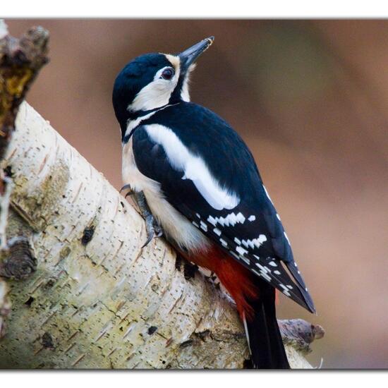 Great Spotted Woodpecker: Animal in nature in the NatureSpots App