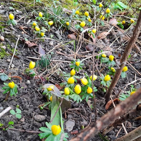 Eranthis hyemalis: Plant in habitat Garden in the NatureSpots App