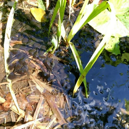 Common toad: Animal in habitat Pond in the NatureSpots App