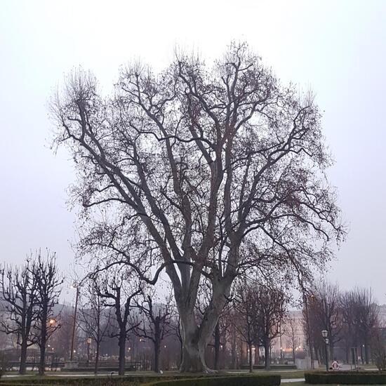 Platanus: Plant in nature in the NatureSpots App