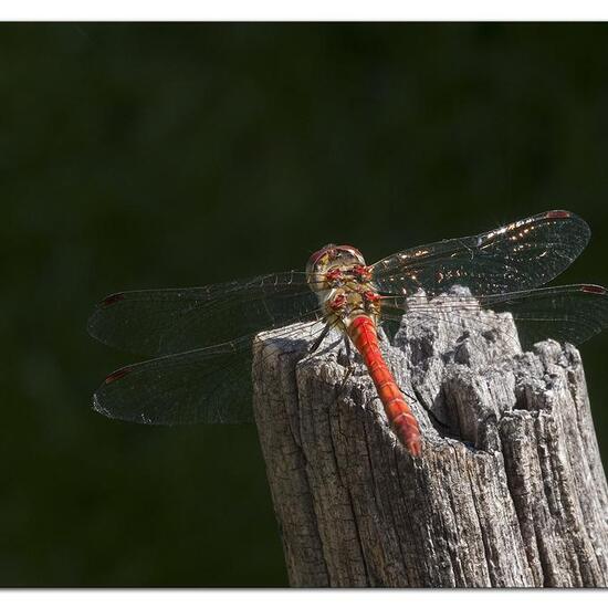 Common Darter: Animal in habitat Garden in the NatureSpots App