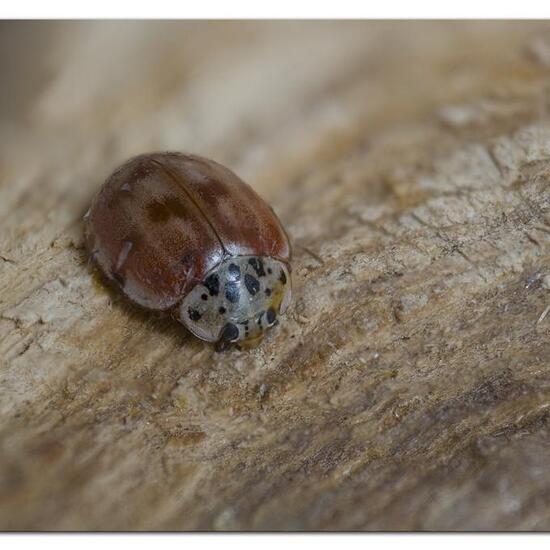 Harmonia quadripunctata: Animal in habitat Garden in the NatureSpots App