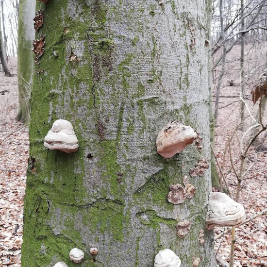 Zunderschwamm: Pilz im Habitat Wald der gemäßigten Breiten in der NatureSpots App