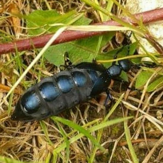 Schwarzblauer Ölkäfer: Tier in der Natur in der NatureSpots App