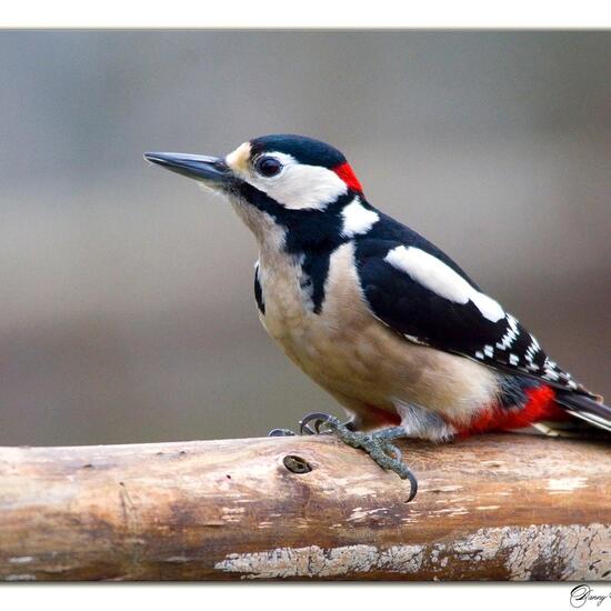 Great Spotted Woodpecker: Animal in nature in the NatureSpots App