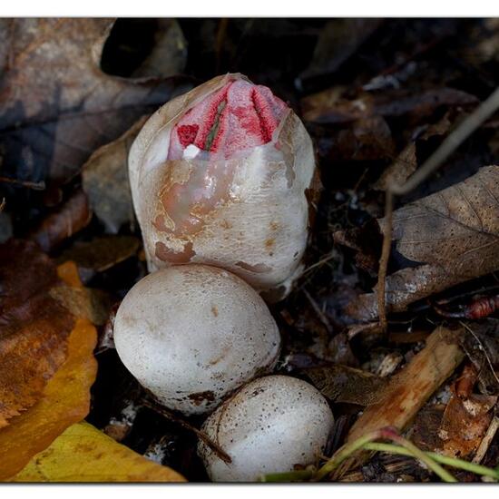 Stinkmorchelverwandte: Pilz in der Natur in der NatureSpots App