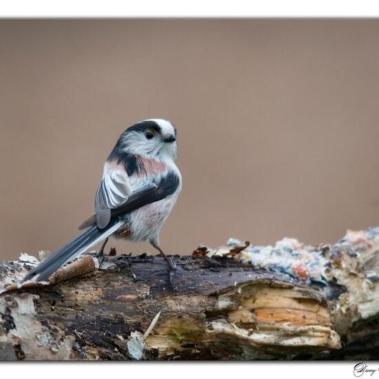 Aegithalos caudatus: Animal in habitat Boreal forest in the NatureSpots App