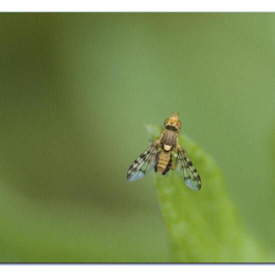 Myopites apicatus: Tier im Habitat Halb-natürliches Grasland in der NatureSpots App