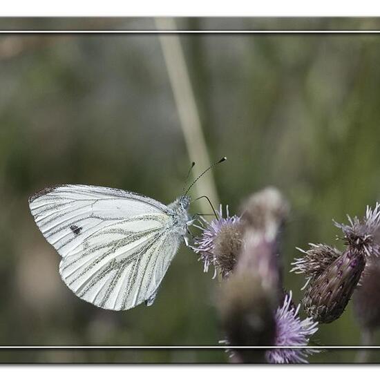 Rapsweißling: Tier in der Natur in der NatureSpots App