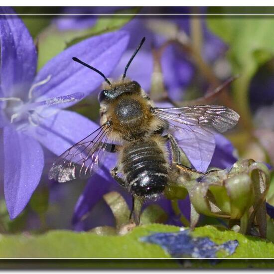 Megachile maculosella: Animal in habitat Garden in the NatureSpots App