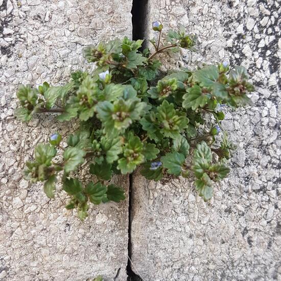 Glänzender Ehrenpreis: Pflanze im Habitat Strasse/Verkehr in der NatureSpots App