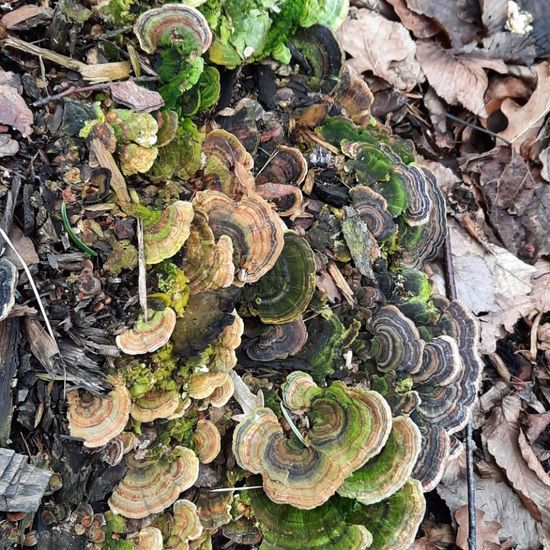 Trametes versicolor: Mushroom in habitat Temperate forest in the NatureSpots App