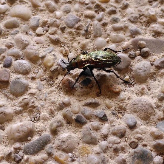 Carabus granulatus: Animal in habitat Backyard in the NatureSpots App