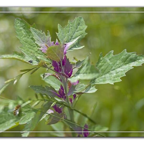 Chenopodium x: Plant in habitat Agricultural meadow in the NatureSpots App