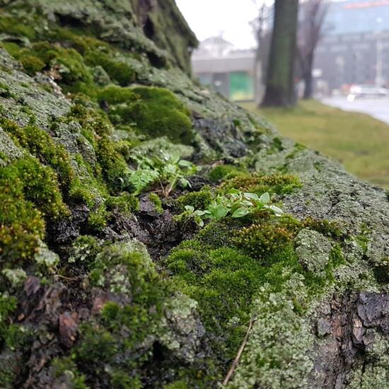 Landschaft: Stadt und Garten im Habitat Innenstadt in der NatureSpots App