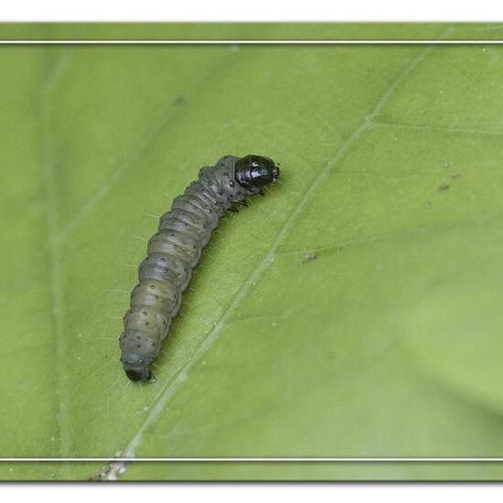 Grauer Knospenwickler: Tier im Habitat Grasland und Büsche in der NatureSpots App