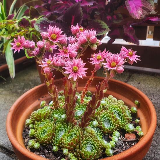 Sempervivum tectorum: Plant in nature in the NatureSpots App