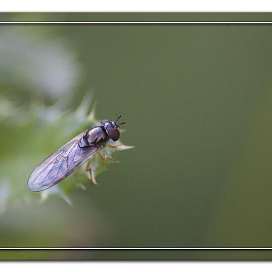 Melanostoma: Animal in habitat Grassland in the NatureSpots App