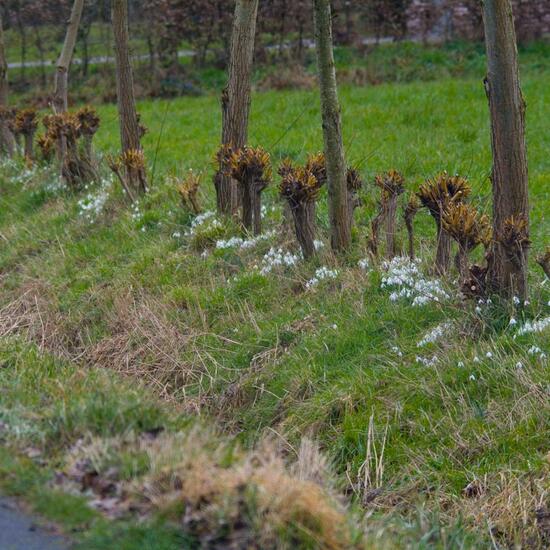 Kleines Schneeglöckchen: Pflanze in der Natur in der NatureSpots App