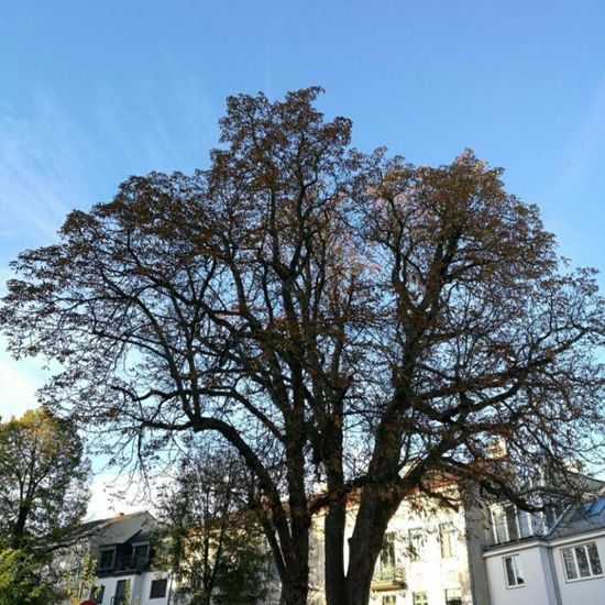 Gewöhnliche Rosskastanie: Pflanze in der Natur in der NatureSpots App