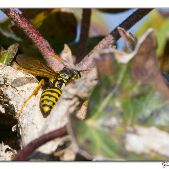 Gallische Feldwespe: Tier im Habitat Garten in der NatureSpots App