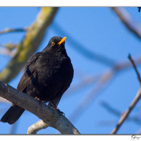 Common Blackbird: Animal in habitat Garden in the NatureSpots App