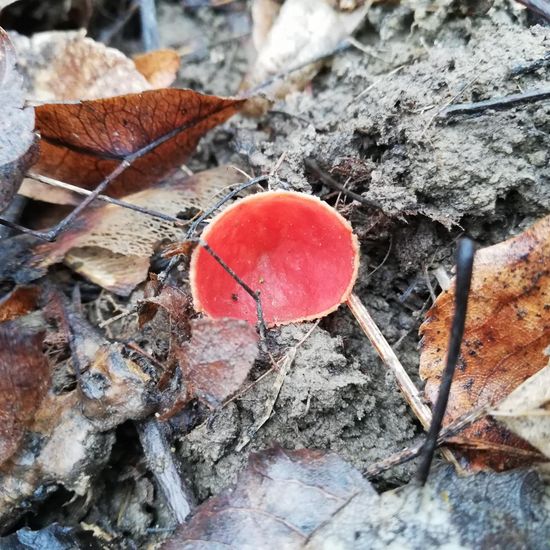 Sarcoscypha: Mushroom in habitat Temperate forest in the NatureSpots App