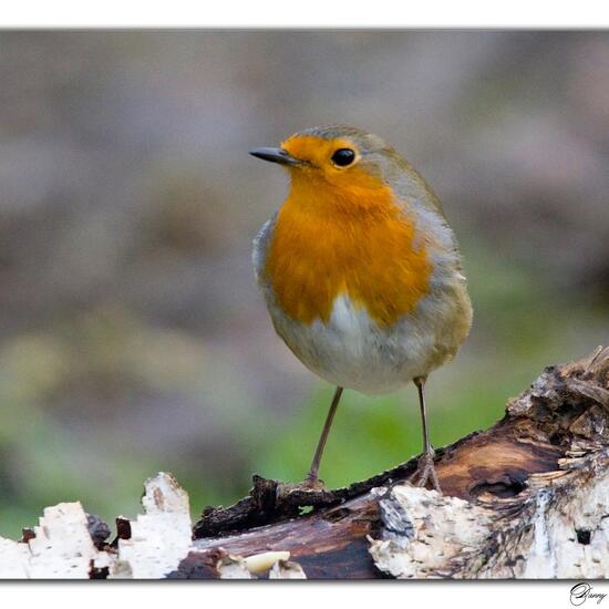 European Robin: Animal in habitat Boreal forest in the NatureSpots App