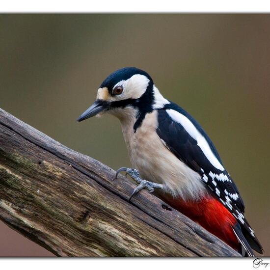 Great Spotted Woodpecker: Animal in habitat Boreal forest in the NatureSpots App