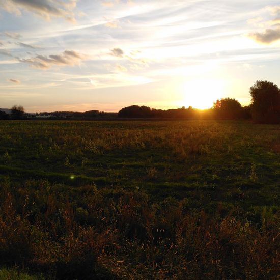 Landschaft: Grasland und Büsche im Habitat Naturnahe Wiese in der NatureSpots App