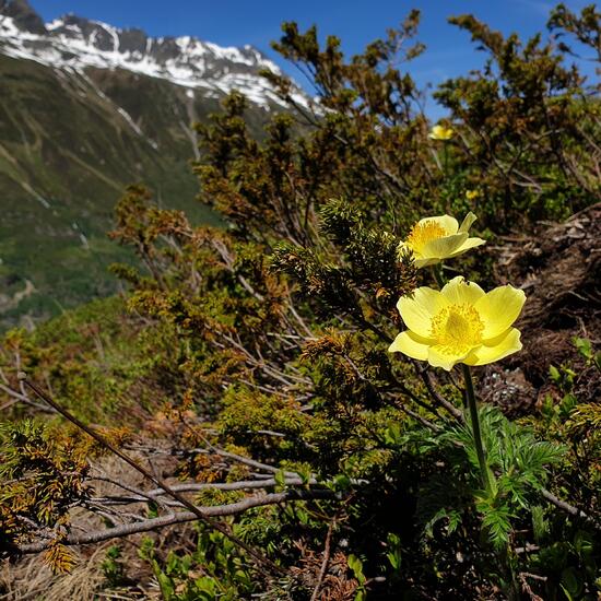 Unknown species: Plant in habitat Alpine tundra in the NatureSpots App