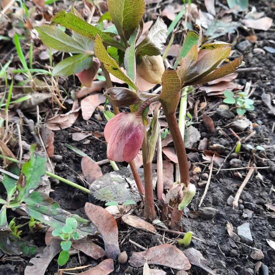 Helleborus orientalis var. guttatus: Plant in habitat Garden in the NatureSpots App