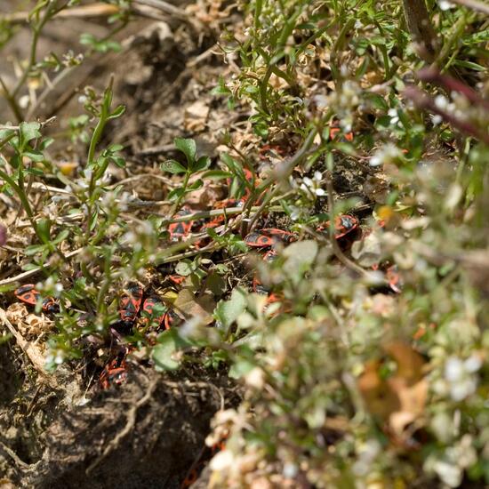 Gemeine Feuerwanze: Tier in der Natur in der NatureSpots App