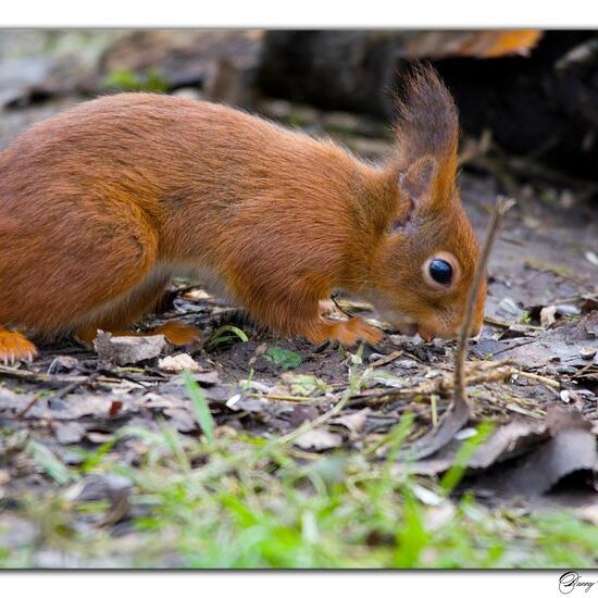 Eurasisches Eichhörnchen: Tier im Habitat Borealer Nadelwald in der NatureSpots App