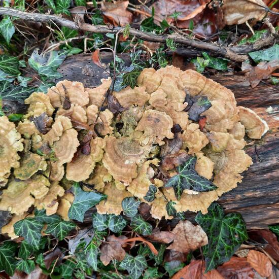 Trametes versicolor: Mushroom in habitat Park in the NatureSpots App