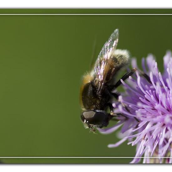 Eristalis intricaria: Animal in habitat Semi-natural grassland in the NatureSpots App