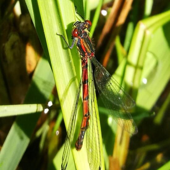 Frühe Adonislibelle: Tier in der Natur in der NatureSpots App