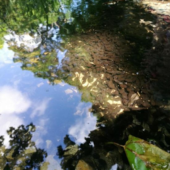 Erdkröte: Tier im Habitat Teich in der NatureSpots App