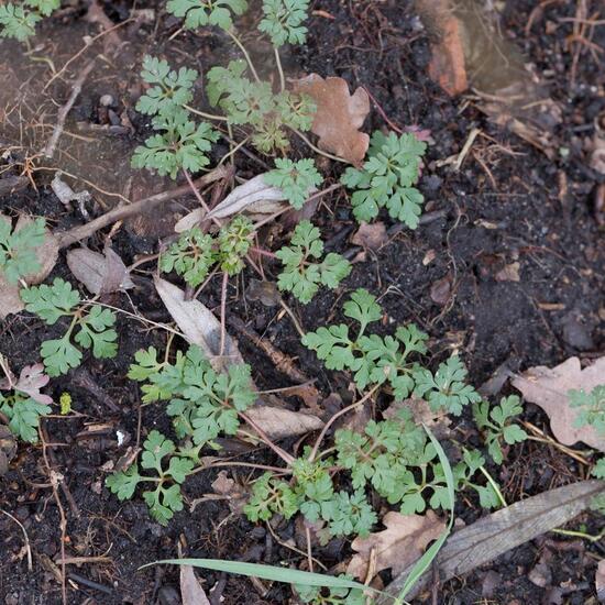 Geranium robertianum: Plant in habitat Grassland in the NatureSpots App