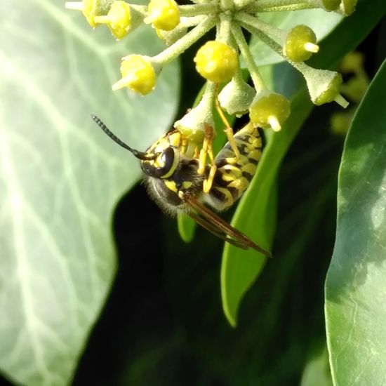 Deutsche Wespe: Tier im Habitat Hecke/Blumenbeet in der NatureSpots App