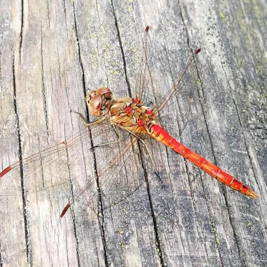 Ruddy Darter: Animal in nature in the NatureSpots App