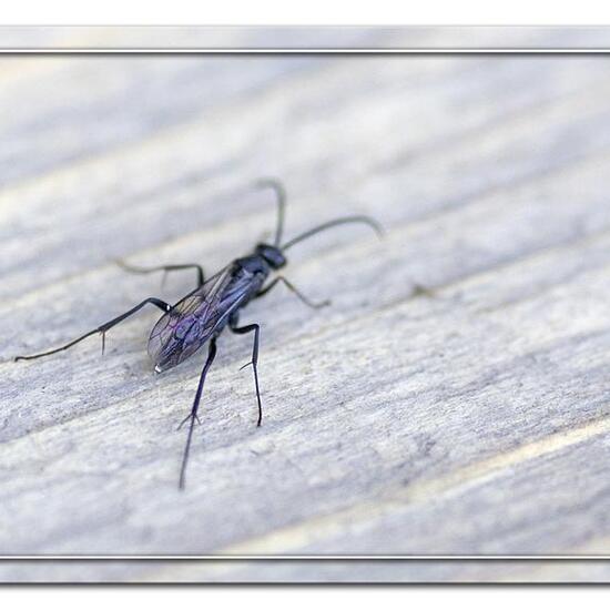 Tönnchenwegwespe: Tier im Habitat Garten in der NatureSpots App