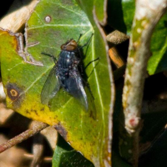 Calliphora vicina: Animal in nature in the NatureSpots App