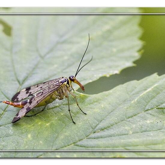 andere Art: Tier im Habitat Grasland und Büsche in der NatureSpots App