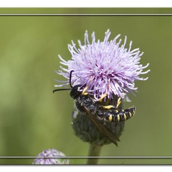 Sandknotenwespe: Tier in der Natur in der NatureSpots App