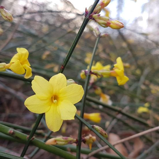 Winter-Jasmin: Pflanze im Habitat Hecke/Blumenbeet in der NatureSpots App