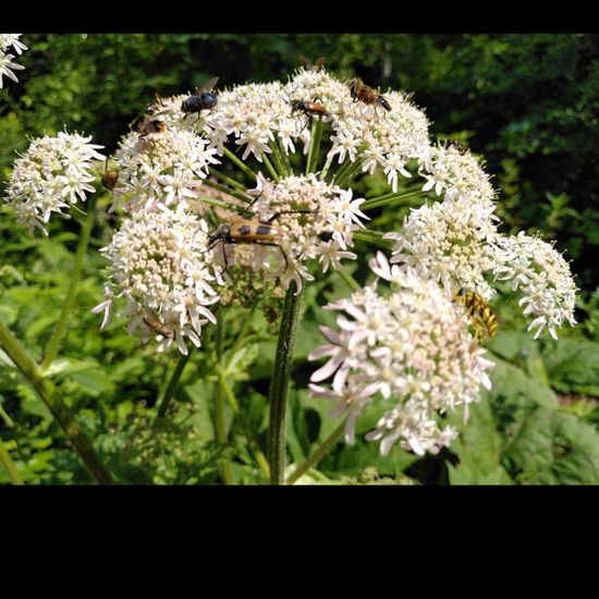 Heracleum: Plant in habitat Temperate forest in the NatureSpots App