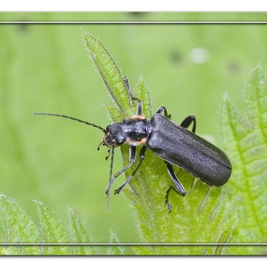 Cantharis obscura: Animal in habitat Semi-natural grassland in the NatureSpots App