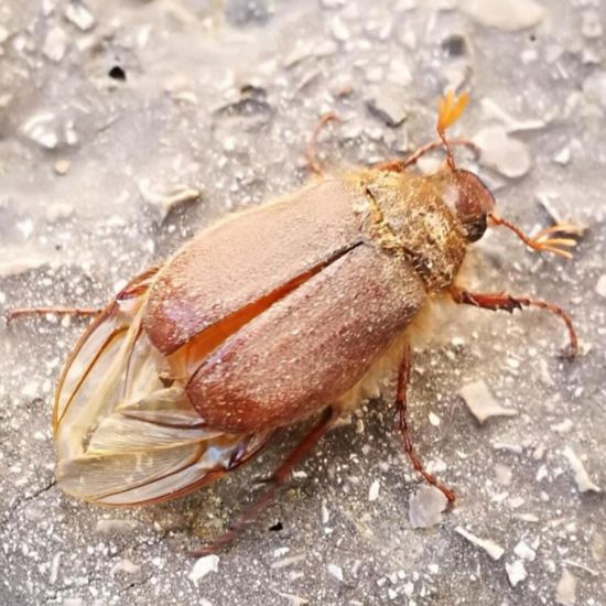 Gerippter Brachkäfer: Tier im Habitat Strasse/Verkehr in der NatureSpots App